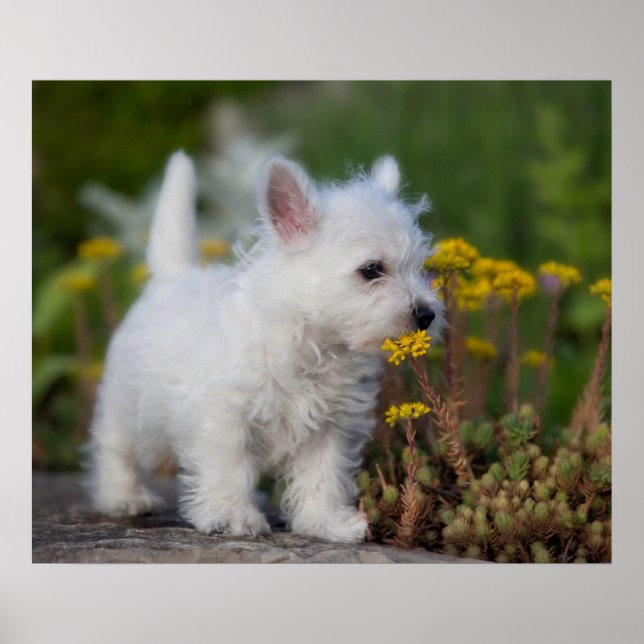 Cutest Baby djur | Väster Highland White Terrier Poster (Framsidan)