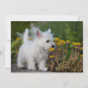 Cutest Baby djur   Väster Highland White Terrier Tack Kort
