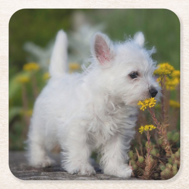 Cutest Baby djur | Väster Highland White Terrier Underlägg Papper Kvadrat (Framsidan)