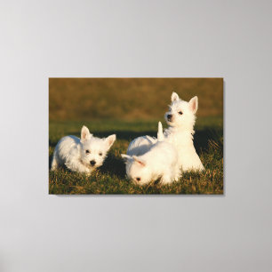 Cutest Baby djur Väster Highland White Terriers Canvastryck