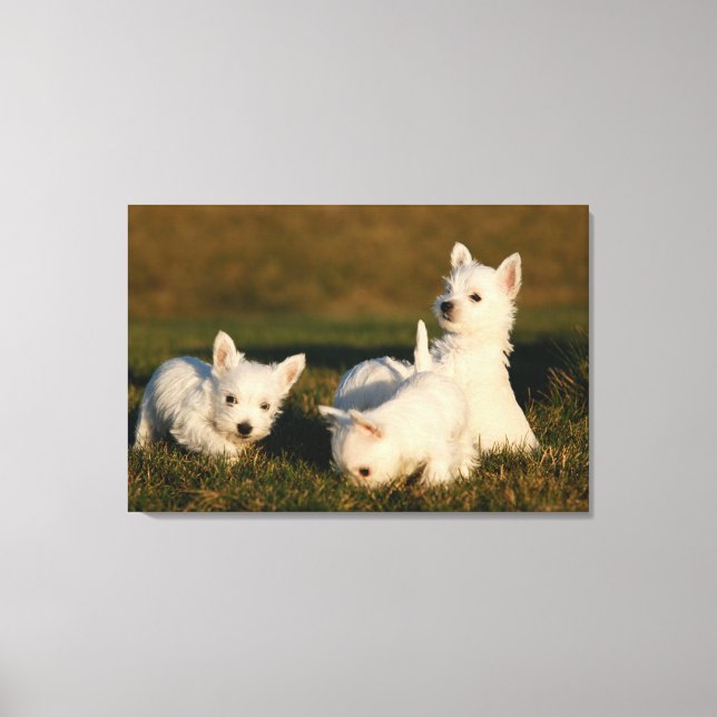 Cutest Baby djur | Väster Highland White Terriers Canvastryck (Framsida)