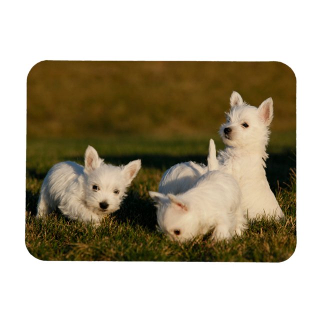 Cutest Baby djur | Väster Highland White Terriers Magnet (Horisontell)