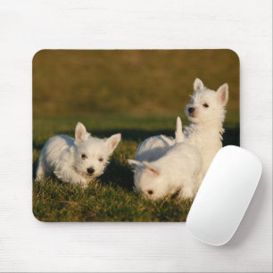Cutest Baby djur   Väster Highland White Terriers Musmatta
