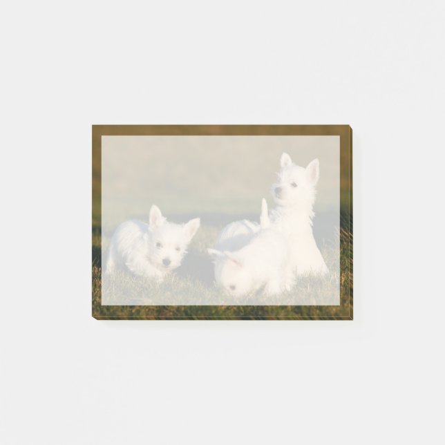 Cutest Baby djur | Väster Highland White Terriers Post-it Block (Framsida)