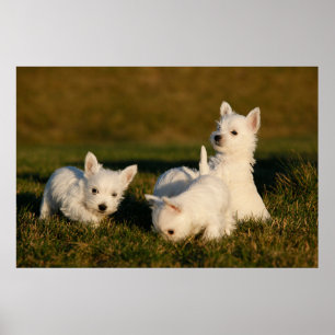 Cutest Baby djur Väster Highland White Terriers Poster
