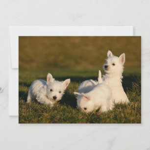 Cutest Baby djur Väster Highland White Terriers Tack Kort