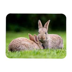 Cutest Baby djur Vild Bunny Rabbits Magnet