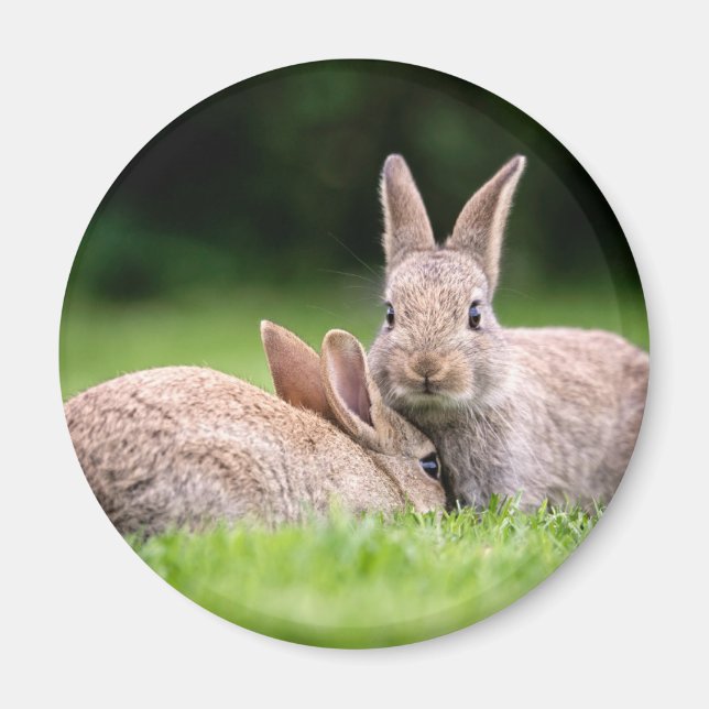 Cutest Baby djur | Vild Bunny Rabbits Magnet (Framsidan)