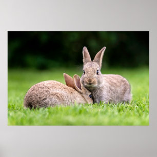 Cutest Baby djur Vild Bunny Rabbits Poster