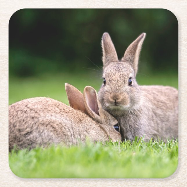 Cutest Baby djur | Vild Bunny Rabbits Underlägg Papper Kvadrat (Framsidan)
