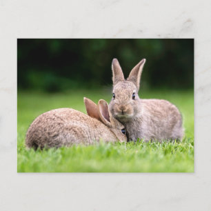 Cutest Baby djur Vild Bunny Rabbits Vykort