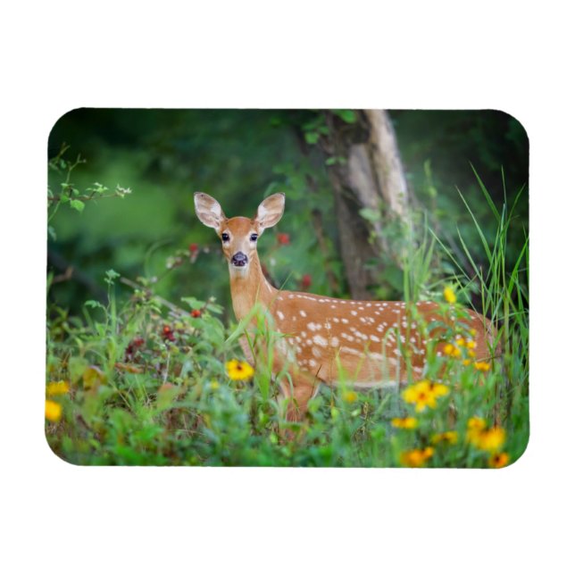 Cutest Baby djur | Vit Hjort i Daisy Magnet (Horisontell)