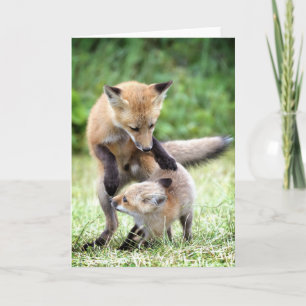 Cutest Baby djur   Vuxna paket och Mammor Kort