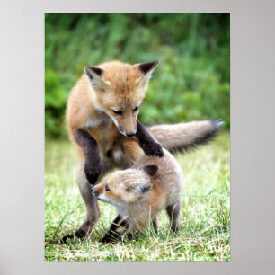 Cutest Baby djur Vuxna paket och Mammor Poster