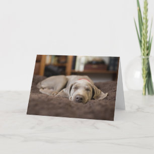 Cutest Baby djur Weimaraner Puppy Sleeping Kort