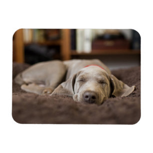 Cutest Baby djur Weimaraner Puppy Sleeping Magnet