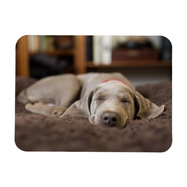 Cutest Baby djur | Weimaraner Puppy Sleeping Magnet (Horisontell)