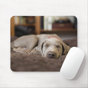 Cutest Baby djur Weimaraner Puppy Sleeping Musmatta