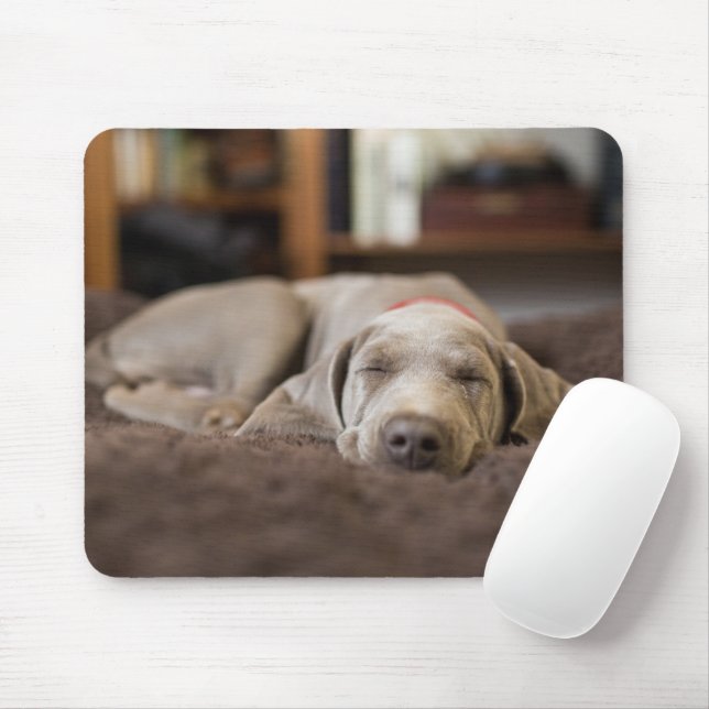 Cutest Baby djur | Weimaraner Puppy Sleeping Musmatta (Med mus)