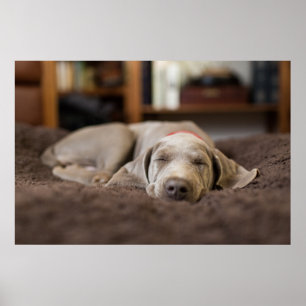Cutest Baby djur Weimaraner Puppy Sleeping Poster