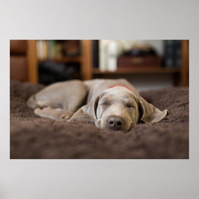 Cutest Baby djur | Weimaraner Puppy Sleeping Poster (Framsidan)