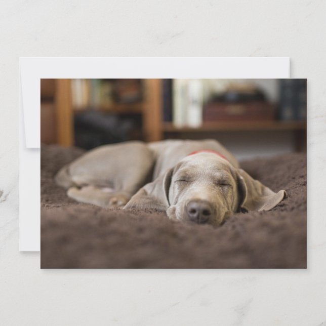 Cutest Baby djur | Weimaraner Puppy Sleeping Tack Kort (Framsida)