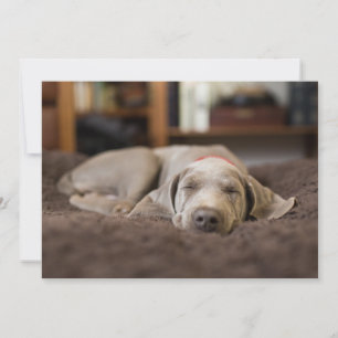 Cutest Baby djur Weimaraner Puppy Sleeping Tack Kort