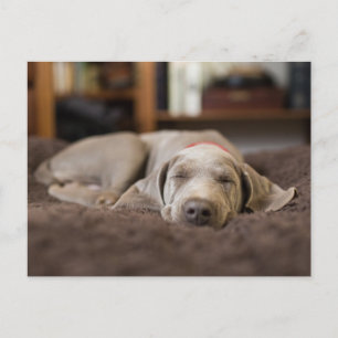 Cutest Baby djur Weimaraner Puppy Sleeping Vykort
