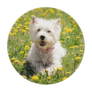Cutest Baby djur Westie Hund i Dandelions