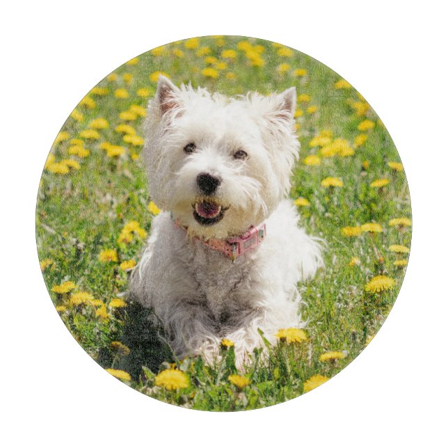 Cutest Baby djur | Westie Hund i Dandelions (Framsidan)