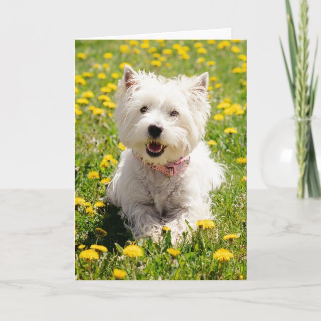 Cutest Baby djur | Westie Hund i Dandelions Kort (Framsida)