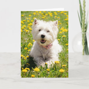 Cutest Baby djur Westie Hund i Dandelions Kort