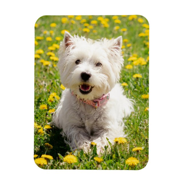 Cutest Baby djur | Westie Hund i Dandelions Magnet (Vertikal)