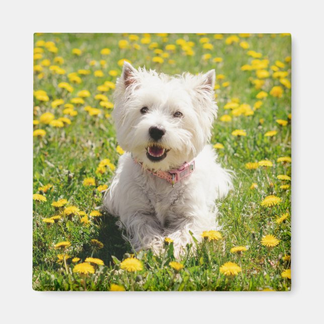 Cutest Baby djur | Westie Hund i Dandelions Magnet (Framsidan)