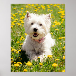 Cutest Baby djur   Westie Hund i Dandelions Poster