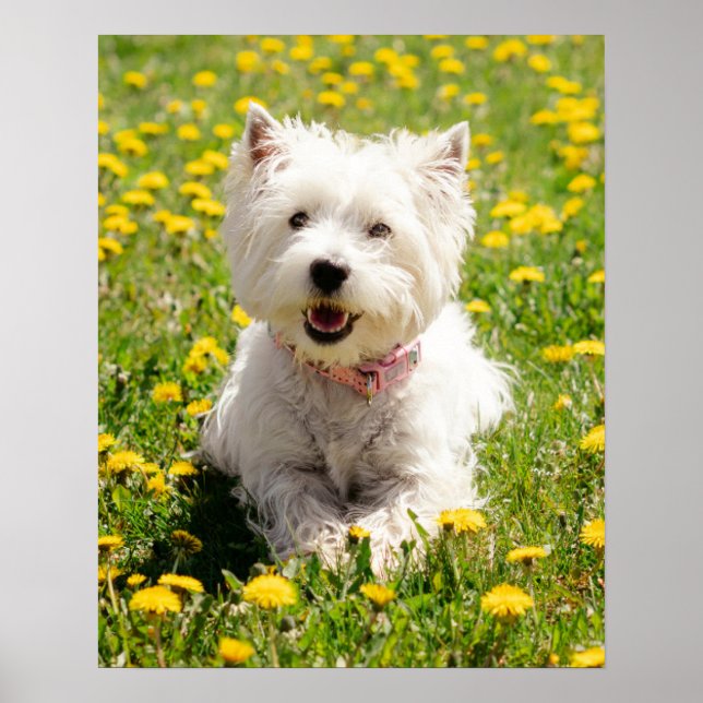 Cutest Baby djur | Westie Hund i Dandelions Poster (Framsidan)