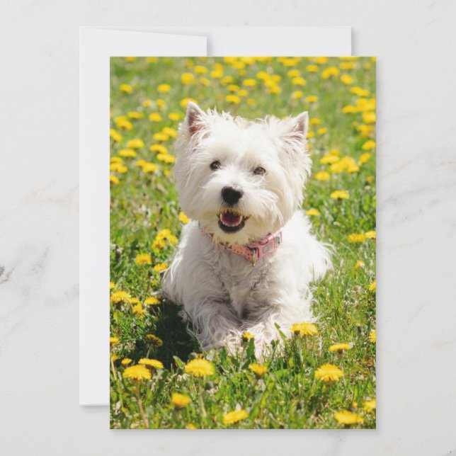 Cutest Baby djur | Westie Hund i Dandelions Tack Kort (Framsida)