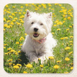 Cutest Baby djur Westie Hund i Dandelions Underlägg Papper Kvadrat