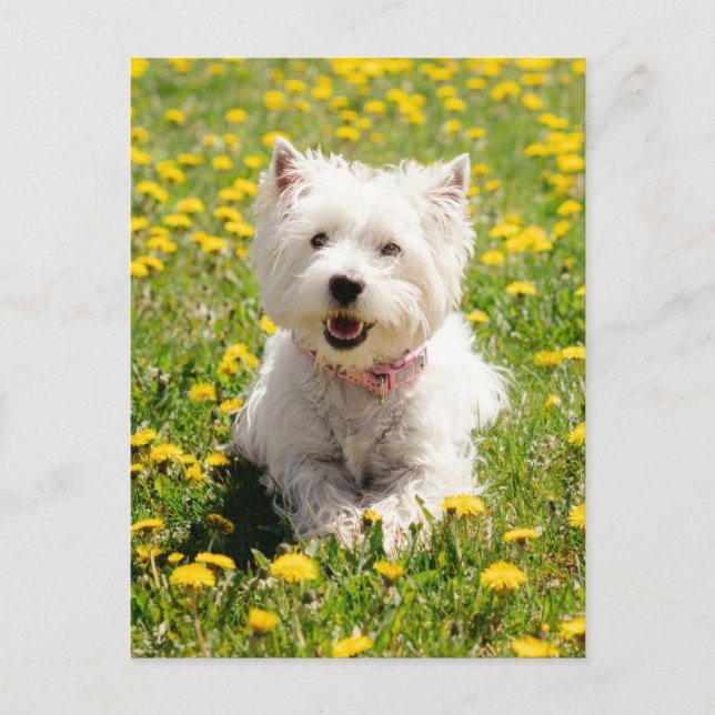 Cutest Baby djur | Westie Hund i Dandelions Vykort (Framsida)