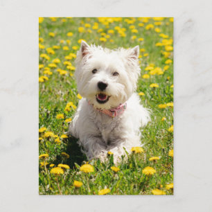 Cutest Baby djur   Westie Hund i Dandelions Vykort