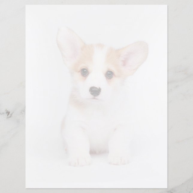 Cutest Baby djur | White Corgi Puppy (Framsida)