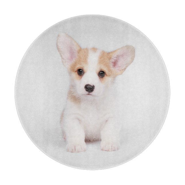 Cutest Baby djur | White Corgi Puppy (Framsidan)