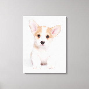 Cutest Baby djur   White Corgi Puppy Canvastryck