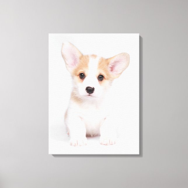 Cutest Baby djur | White Corgi Puppy Canvastryck (Framsida)