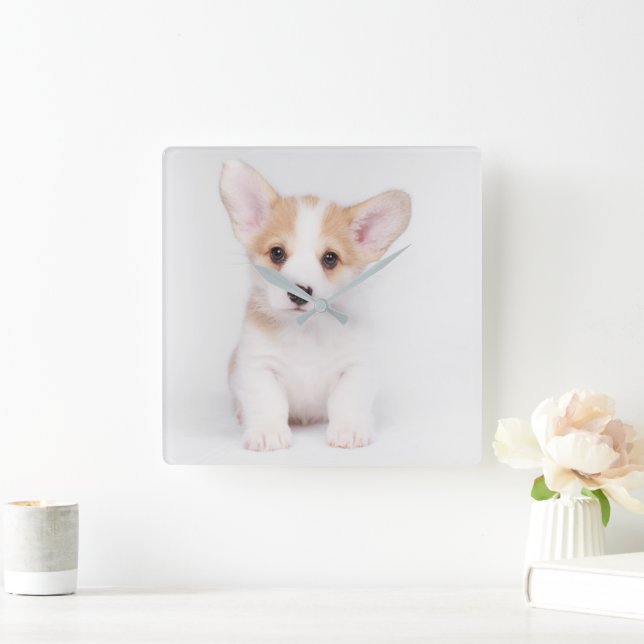 Cutest Baby djur | White Corgi Puppy Fyrkantig Klocka (Hem)