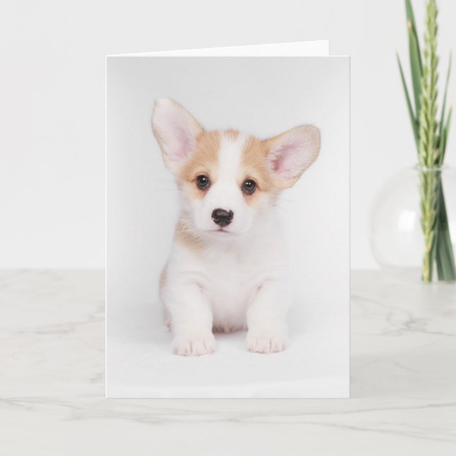 Cutest Baby djur | White Corgi Puppy Kort (Framsida)