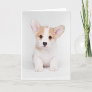 Cutest Baby djur White Corgi Puppy Kort