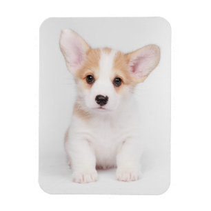 Cutest Baby djur White Corgi Puppy Magnet