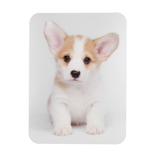 Cutest Baby djur | White Corgi Puppy Magnet (Vertikal)