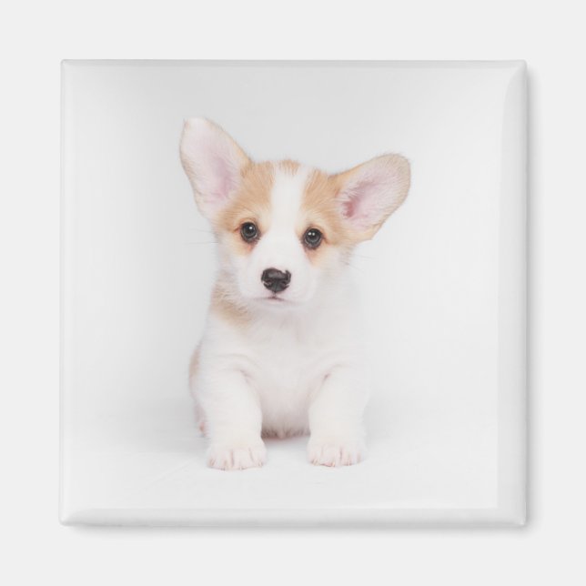 Cutest Baby djur | White Corgi Puppy Magnet (Framsidan)